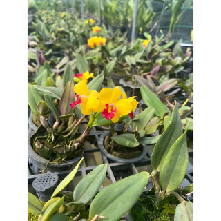Cattleya siêu mini  Jungle Beau