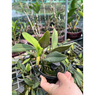 Cattleya siêu mini  Jungle Beau