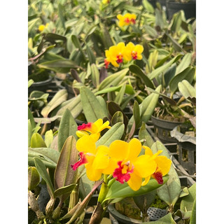 Cattleya siêu mini  Jungle Beau