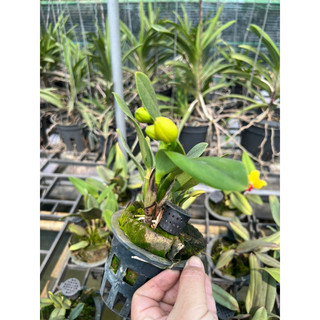Cattleya siêu mini  Jungle Beau