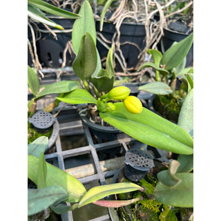 Cattleya siêu mini  Jungle Beau