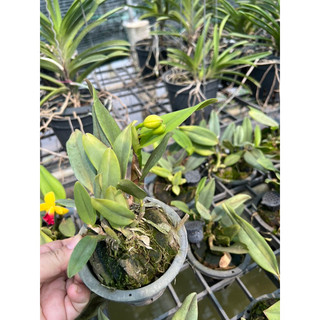 Cattleya siêu mini  Jungle Beau