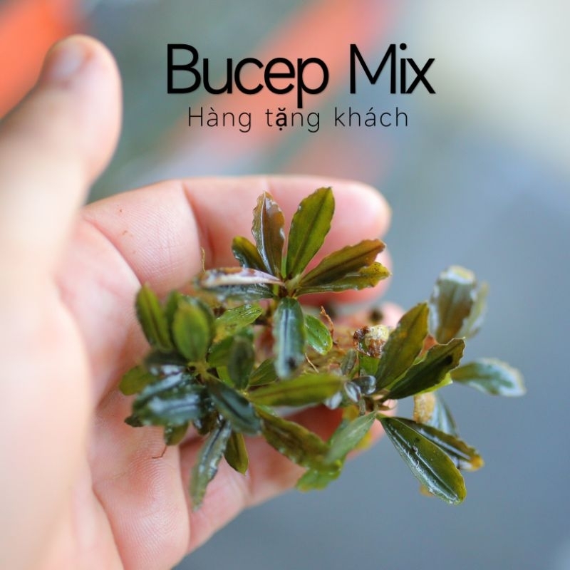 (01 ngọn) Bucep mix | Quà Tặng khách hàng | Hàng ngọn | Lá cạn
