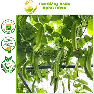 Hạt giống đậu rồng cao sản rado 02 hạt giống rạng đông
