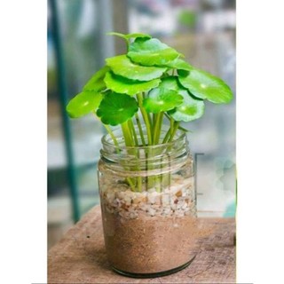 5 cây cỏ đồng tiền trồng phong thủy