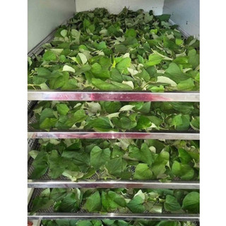 500Gr Bột diếp cá sấy lạnh thơm ngon, mịn  mới