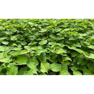 500Gr Bột diếp cá sấy lạnh thơm ngon, mịn  mới