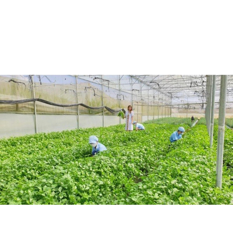 500Gr Bột cần Tây sấy lạnh thơm mịn mới ,ngon nhất