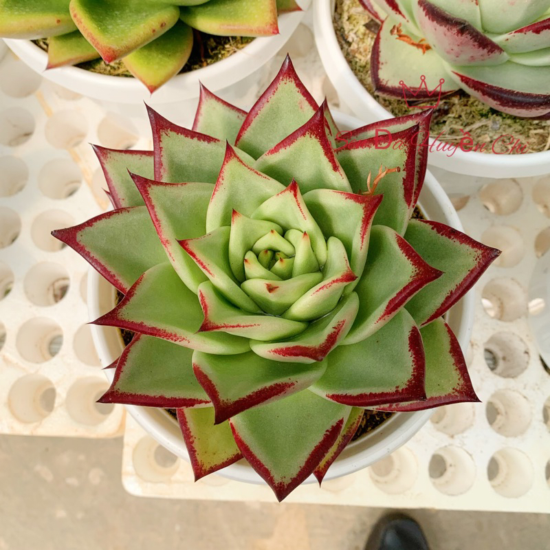 Sen đá Đế Vương xanh, xuất sứ Đà Lạt, size 15-20cm, cây to khoẻ, lên màu đẹp như hình, không nấm bệnh, hình ảnh thực tế