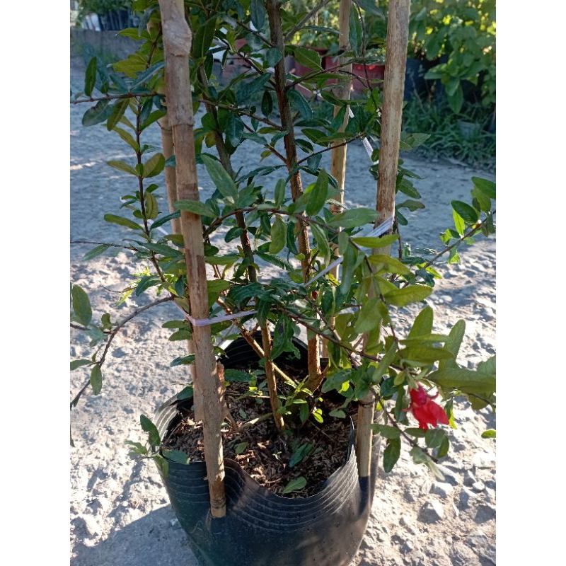 Cây Lựu Đỏ Ấn Độ đang bông trái như hình