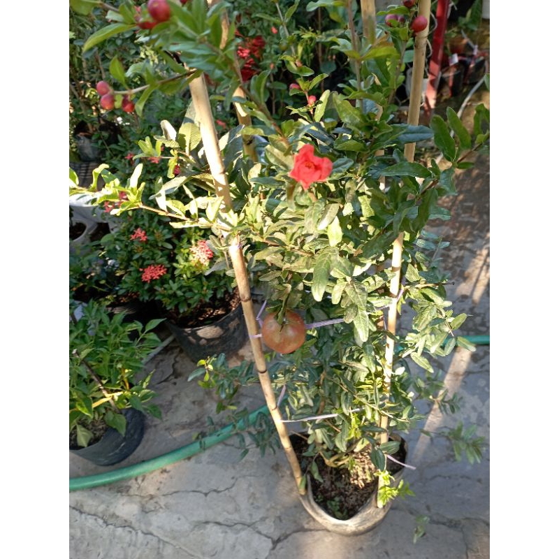 Cây Lựu Đỏ Ấn Độ đang bông trái như hình