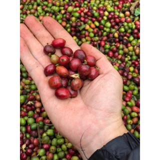 Cà Phê Blend pha phin 100% nguyên chất rang mộc 500g