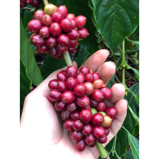 Cà Phê Blend pha phin 100% nguyên chất rang mộc 500g