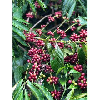 Cà Phê Blend pha phin 100% nguyên chất rang mộc 500g