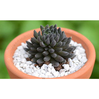 Sen đá Nhím Đen TheCactusHouse 2.5-4cm, sen đá vỉ size mini xuất xứ Đà Lạt, khoẻ đẹp, lỗi 1 đổi 1