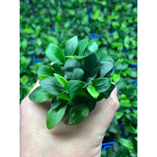 Ráy nana tàu (Cây thuỷ sinh)