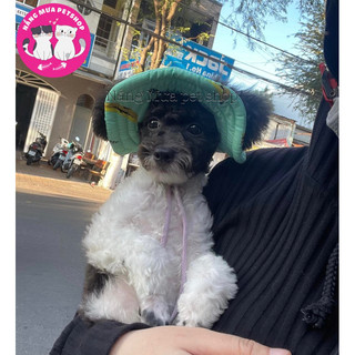 nón cho chó mèo