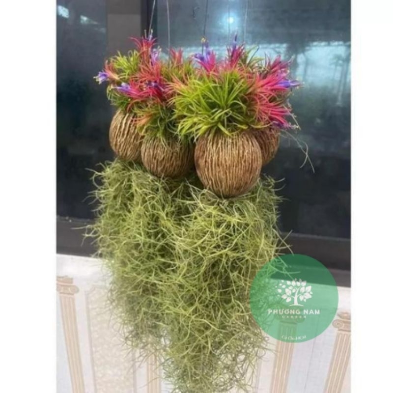 Cây không khí Kim yến dừa tóc tiên, lọc không khí trang trí cảnh quan, chùm kim yến to, nhà cửa, quán cafe