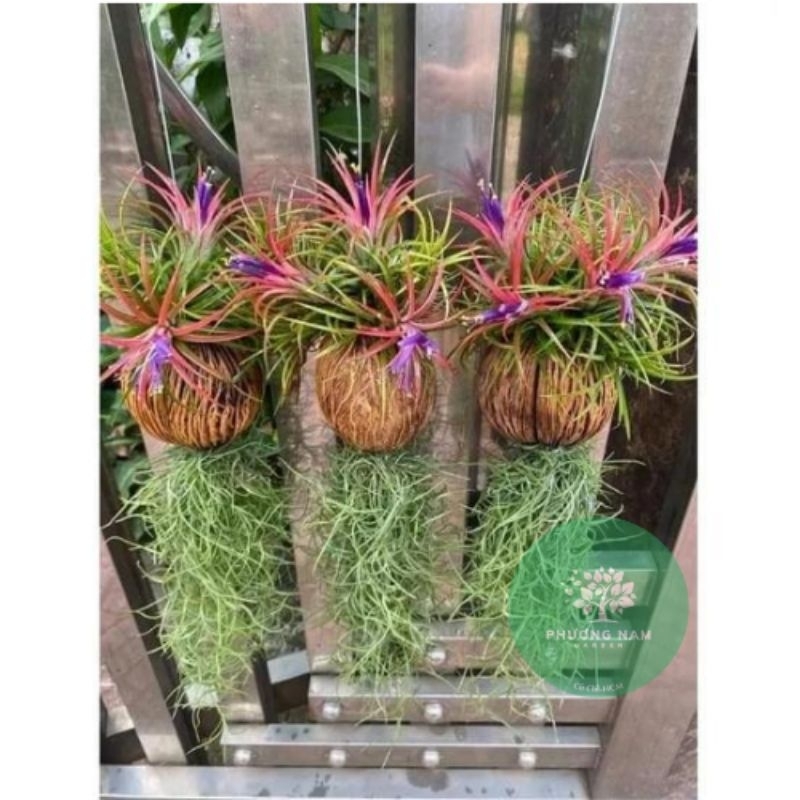 Cây không khí Kim yến dừa tóc tiên, lọc không khí trang trí cảnh quan, chùm kim yến to, nhà cửa, quán cafe