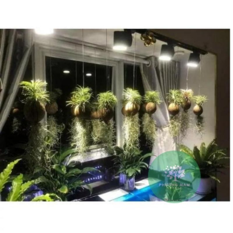 Cây không khí Kim yến dừa tóc tiên, lọc không khí trang trí cảnh quan, chùm kim yến to, nhà cửa, quán cafe