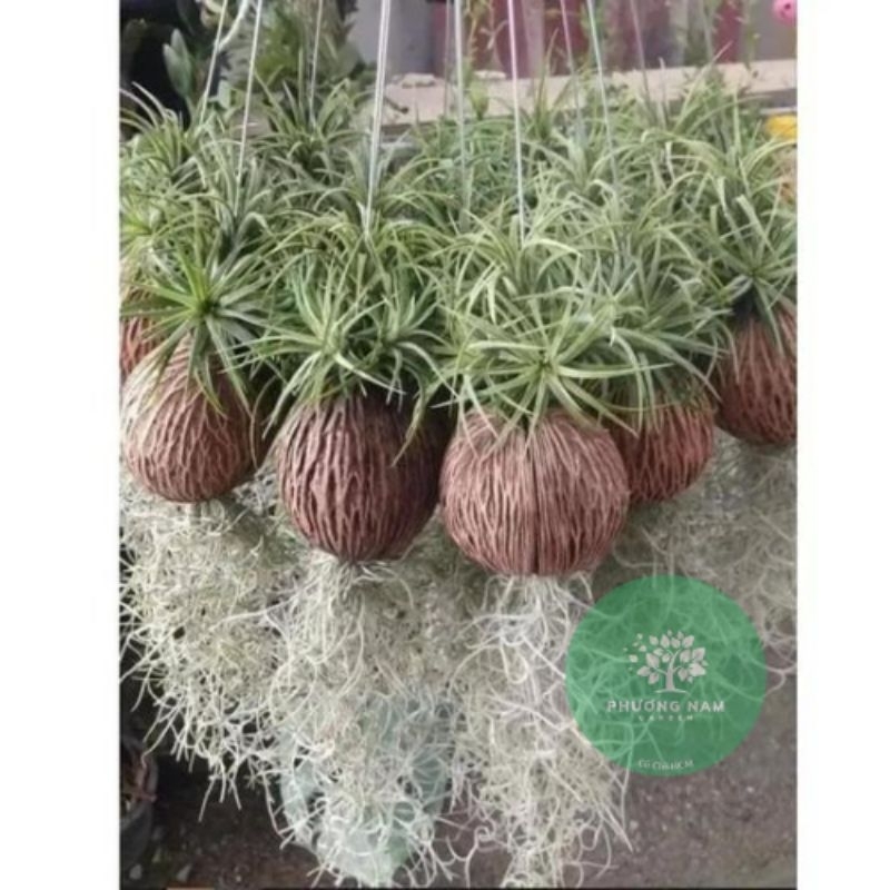 Cây không khí Kim yến dừa tóc tiên, lọc không khí trang trí cảnh quan, chùm kim yến to, nhà cửa, quán cafe