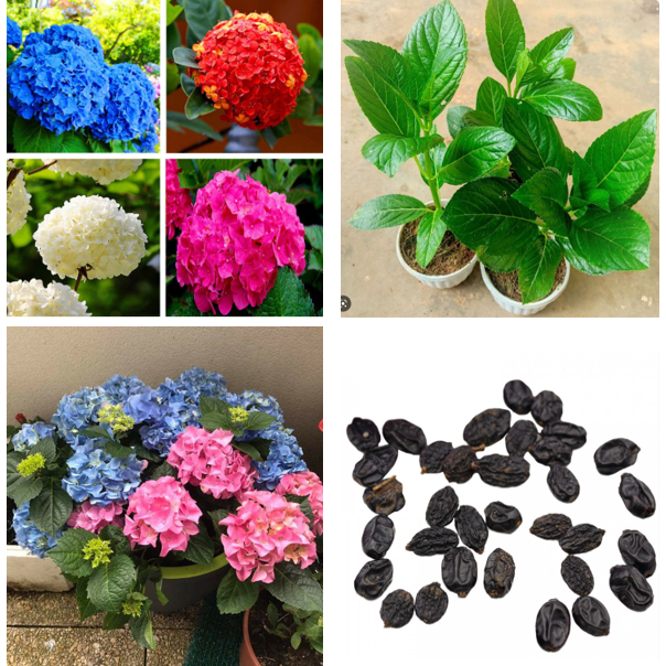 Hạt Giống Hoa Cẩm Tú Cầu Nhiều Màu (Gói 10 Hạt) -[Nét đẹp thơ mộng - Dễ Trồng, Hương thơm]
