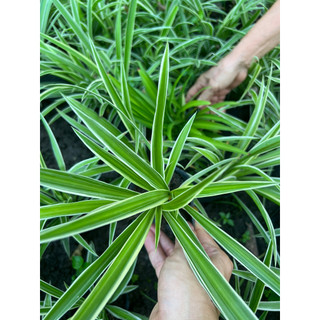 Cây lan chi - cây nhện - để bàn -   tạo nhiều oxy (mua từ 5 cây trở lên tặng thêm 1 cây)