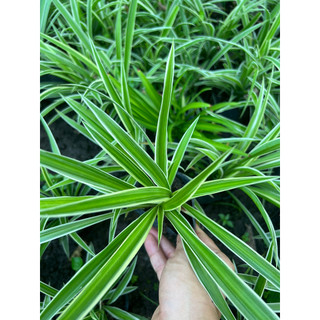 Cây lan chi - cây nhện - để bàn -   tạo nhiều oxy (mua từ 5 cây trở lên tặng thêm 1 cây)