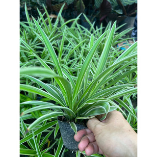Cây lan chi - cây nhện - để bàn - tạo nhiều oxy