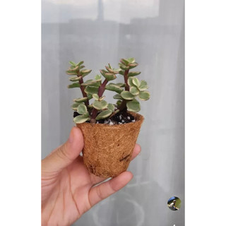 Viên nén mụn dừa ươm cây