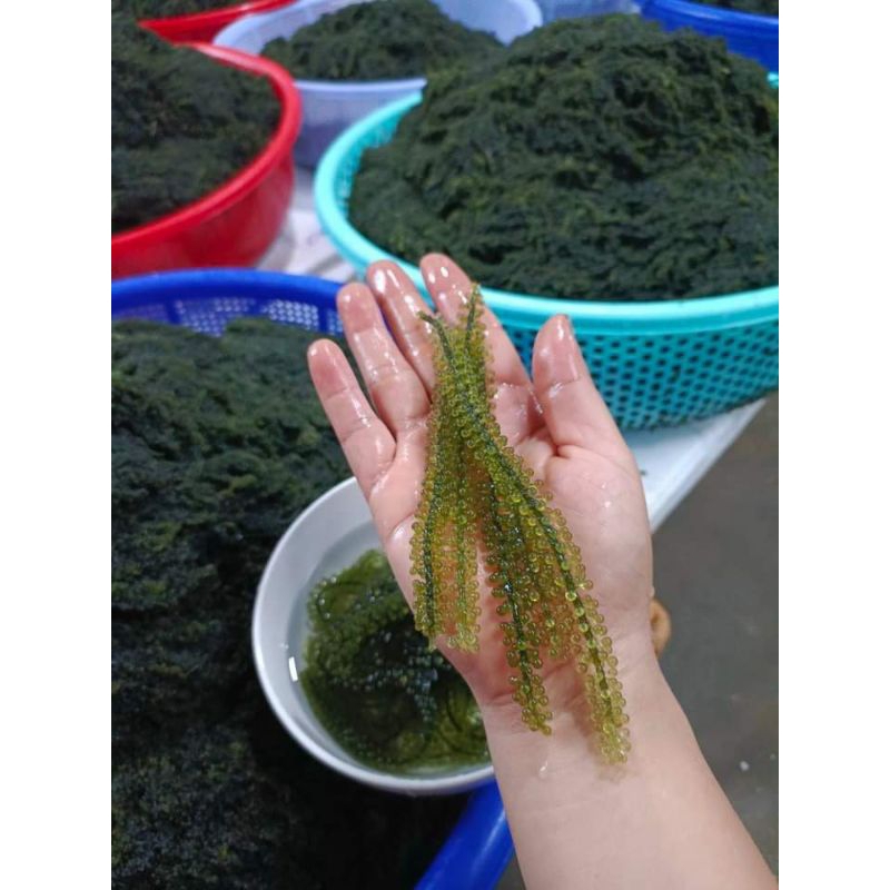 100gam rong nho tách nước, loại 1 thượng hạng