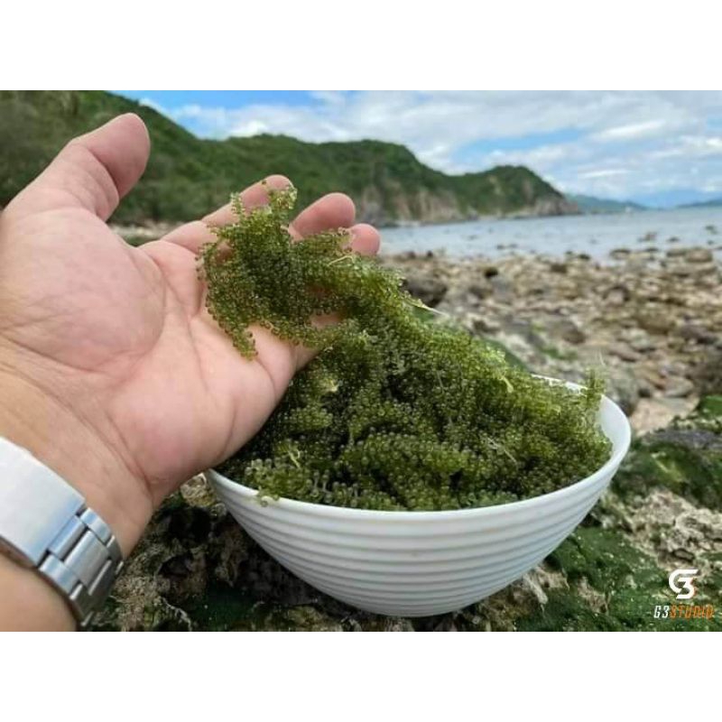 100gam rong nho tách nước, loại 1 thượng hạng