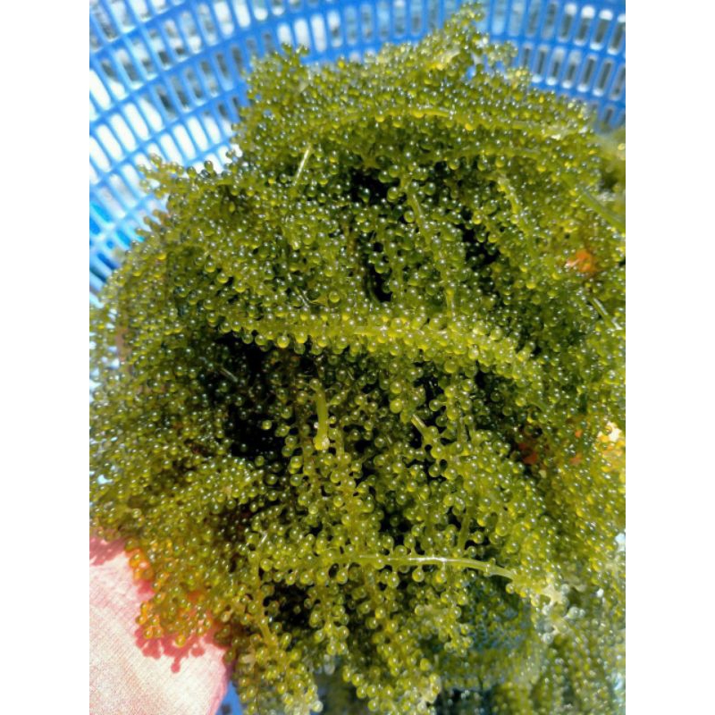 100gam rong nho tách nước, loại 1 thượng hạng