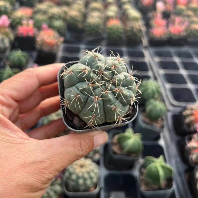 cây xương rồng thần long Gymnocalycium baldianum size bầu 3-4cm, cây cảnh trang trí nhà cửa THUANPHAT GARDEN
