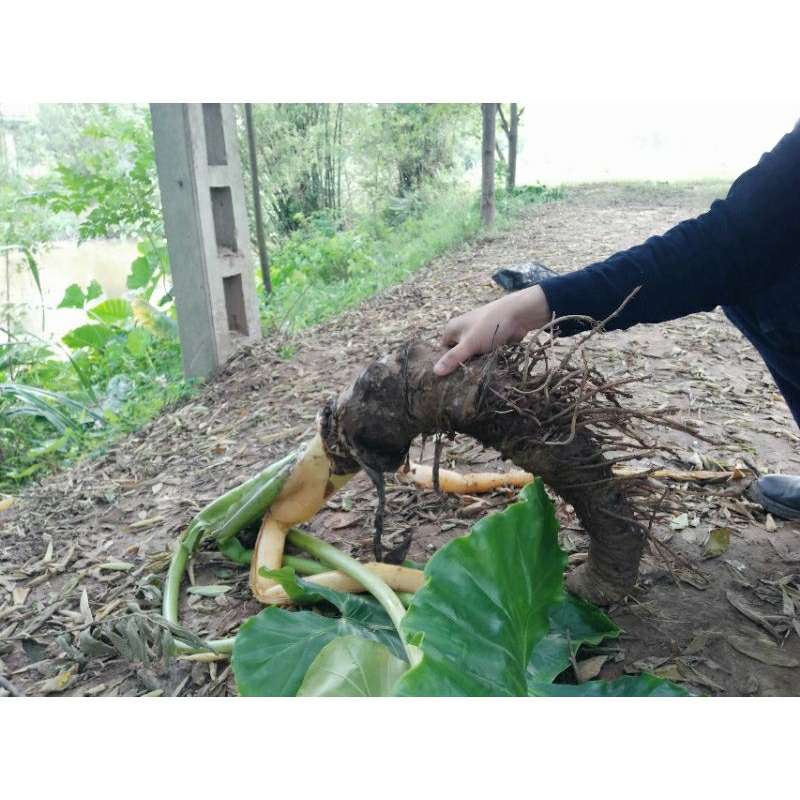 1 củ ráy lá tai voi to khủng