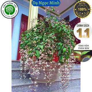 Cây giống Hoa Dạ ngọc minh châu , mang nét hoa xinh đẹp cùng hương thơm quyến rũ