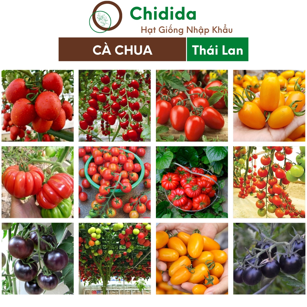Hạt giống cà chua Chidida nhiều loại giống cà chua F1 Thái Lan leo giàn trồng quanh năm kháng bệnh chịu nhiệt tốt