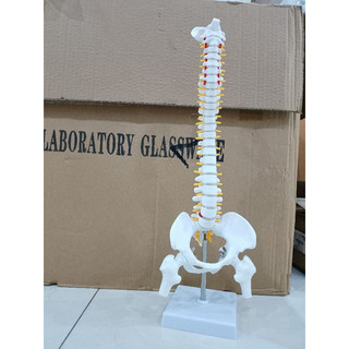 Mô hình xương cột sống kèm xương đùi và xương chậu 45cm- Mô hình xương người