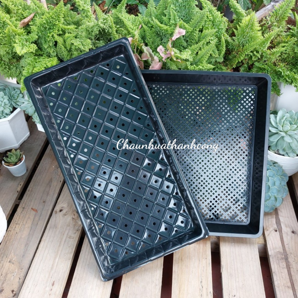 Khay trồng rau mầm thuỷ canh