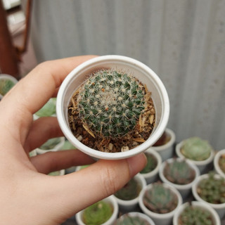 Xương rồng bánh sinh nhật nhỏ