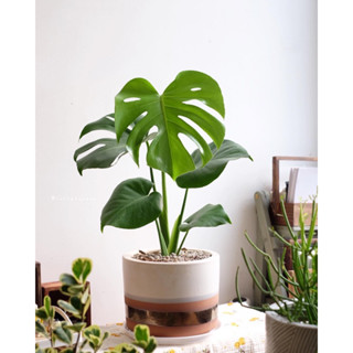 Cây trầu bà Nam Mỹ lá xẻ, monstera deliciosa