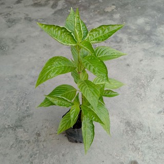 Cây lá cẩm tím cao 20-30cm, dùng tạo màu thực phẩm