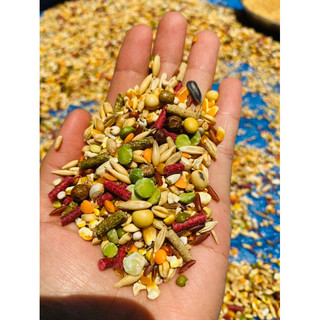 Ngũ cốc gà đá 16 hạt túi 1kg thức ăn cao cấp cho chiến kê loại 1