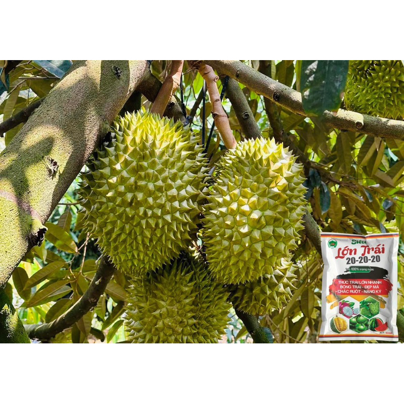 Phân nuôi trái lớn trái chống rụng trái đẹp trái gói 100gram pha 100 lít nước