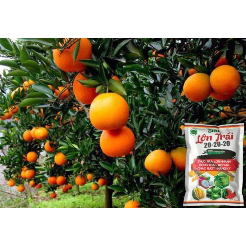 Phân nuôi trái lớn trái chống rụng trái đẹp trái gói 100gram pha 100 lít nước