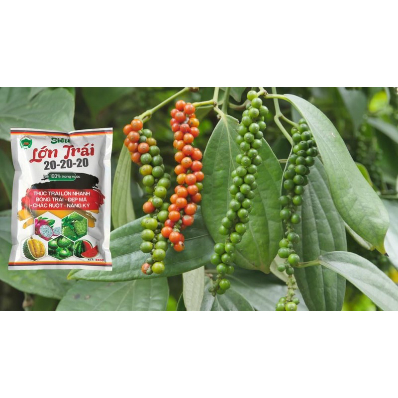 Phân nuôi trái lớn trái chống rụng trái đẹp trái gói 100gram pha 100 lít nước