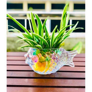 Chậu cỏ lan chi thuỷ sinh, kèm chậu cá
