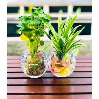 Chậu cỏ lan chi thuỷ sinh, kèm chậu cá