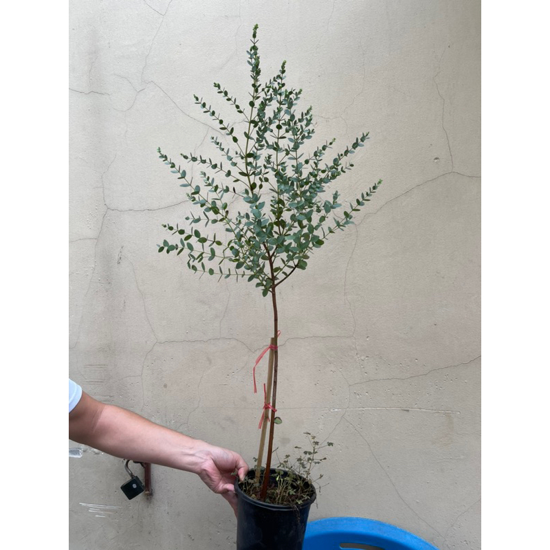 Khuynh diệp parvifolia dáng tree, đã sang chậu to