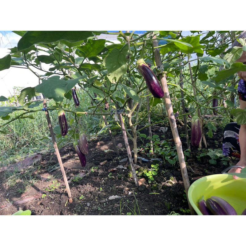 Cây giống Cà tím trái dài